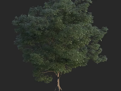 Healthy Lush Green Arbor Tree with Dense Foliage and Strong Trunk 3d model