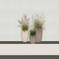 Bonsai Potted Plants with Textured Ceramic Pots on White Table Against Minimalist White Wall Background
