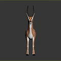Gazelle With Brown And White Body Black Stripes Long Curved Horns Standing On Gray Background