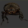Shiny Red Shelled Beetle With Black Body And Long Legs On Dark Background
