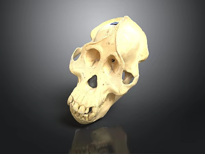 Detailed Monkey Skull Organ Model With Prominent Facial Bones And Teeth 3d model