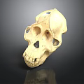 Detailed Monkey Skull Organ Model With Prominent Facial Bones And Teeth