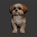 Fluffy Brown And White Shih Tzu Puppy Standing On Shiny Dark Floor