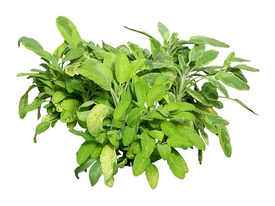 Lush Green Herb Plant With Fresh Vibrant Leaves And Dense Foliage 3d model