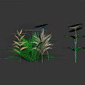 Various Colorful Plants With Diverse Shaped Leaves And Flowers Against Dark Background With Reflections