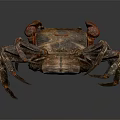 Reddish Brown Crab Showing Detailed Claws And Legs Against Gray Background