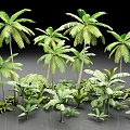 Various Green Plants Including Tall Palm Trees and Low Leafy Shrubs in Natural Scene