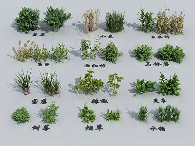 Various Types of Agricultural Crops Including Tomato Cucumber Pepper and Rice Plants Collection 3d model