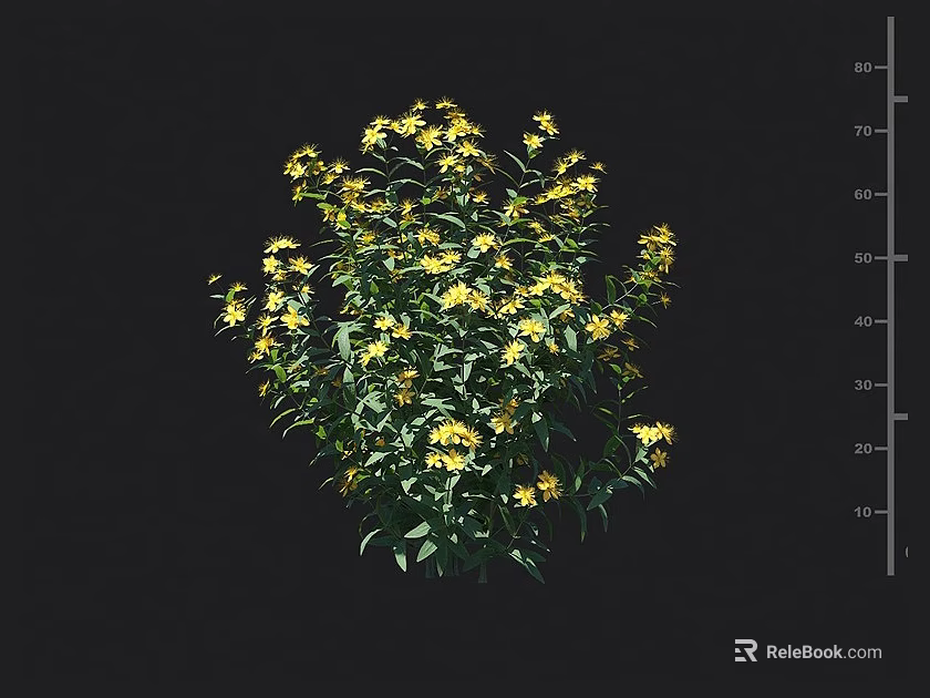 Blooming Green Leaf Shrub With Bright Yellow Flowers In Garden Landscape Design 3d model 