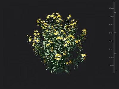 Blooming Green Leaf Shrub With Bright Yellow Flowers In Garden Landscape Design 3d model