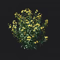 Blooming Green Leaf Shrub With Bright Yellow Flowers In Garden Landscape Design