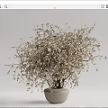 Bonsai Plant in Ceramic Pot with Delicate Branches and Small White Flowers for Minimalist Decor