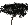 landscape tree arbor tree big tree 3d model