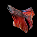 Colorful Betta Fish With Vibrant Red And Blue Fins On Black Background