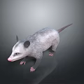 Realistic 3D Opossum Model With Gray Fur Pink Nose And Long Tail On Dark Background