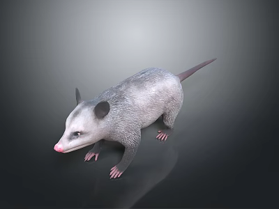 Realistic 3D Opossum Model With Gray Fur Pink Nose And Long Tail On Dark Background 3d model