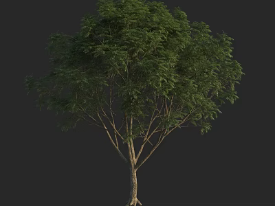 Realistic Arbor 3D Model With Green Leaves And Brown Trunk On Black Background 3d model