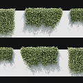 Lush Green Climbing Vines Covering White Wall in Various Natural Growth Patterns