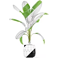 Indoor Garden Decor With Banana Plant Large Green Leaves In Black Geometric Pot