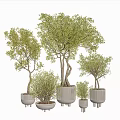 Stylish Bonsai Plants In Various Sizes With Green Foliage And Modern Planters
