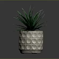 Indoor Green Plant With Long Leaves In Gray Pot With Circular Pattern