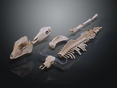 Medical Devices Anatomical Skeletal Models with Skull Spine and Bone Structures for Education 3d model