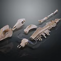 Medical Devices Anatomical Skeletal Models with Skull Spine and Bone Structures for Education