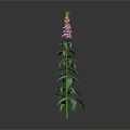 Tall Green Plant With Long Stem Green Leaves Pink Flowers And Grey Background
