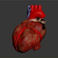 Heart Anatomy Model Medical Device for Detailed Medical Education and Training
