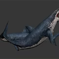 Two Small and Large Shark Models on White Background with Realistic Features