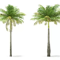 Two tall palm trees with slender trunks and green yellow fronds isolated on white background