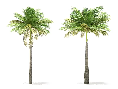 Two tall palm trees with slender trunks and green yellow fronds isolated on white background 3d model