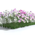 Beautiful Pink And White Flowers Growing In Green Grass Field