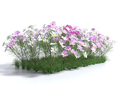 Beautiful Pink And White Flowers Growing In Green Grass Field 3d model