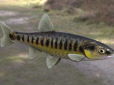 Vibrant Black And Yellow Striped Aquatic Fish With Sleek Body In Natural Habitat 3d model