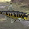 Vibrant Black And Yellow Striped Aquatic Fish With Sleek Body In Natural Habitat