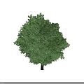 Lush Green Arbor Tree With Dense Foliage And Healthy Trunk Structure 3d model
