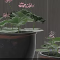 Beautiful Lotus Flowers With Leaves In Dark Clay Pots Against Vertical Striped Wall