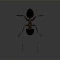 Detailed Ant With Long Antennae And Legs Dark Body Red Head Features