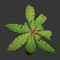 Tropical Green Leafy Palm Plant With Brown Textured Trunk On Dark Background