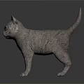 Gray Cat With Yellow Eyes Standing On Reflective Surface In Dark Background