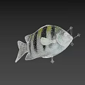 Beautiful Colorful Striped Tropical Fish with Vibrant Body Fins Tail and Exotic Details