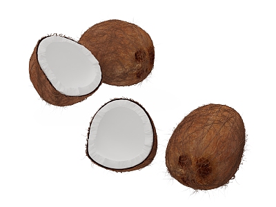 Modern Coconut model