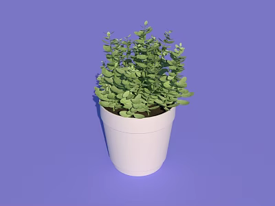 Bonsai Potted Plant in White Pot with Green Lush Foliage on Purple Background 3d model
