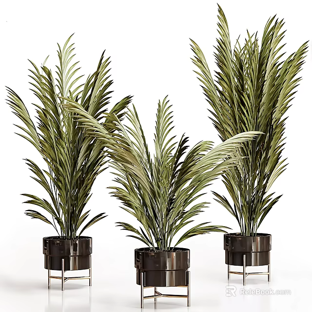 Three Green Leafy Potted Plants In Black Metal Planters For Indoor Decor 3d model 