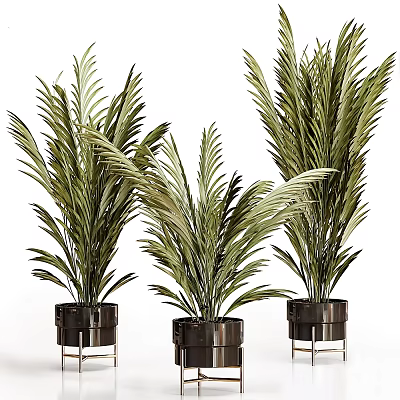 Three Green Leafy Potted Plants In Black Metal Planters For Indoor Decor 3d model