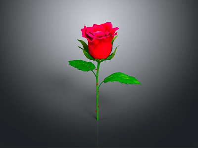 Red Rose Plant With Green Leaves And Stem On Gray Background 3d model