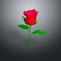 Red Rose Plant With Green Leaves And Stem On Gray Background