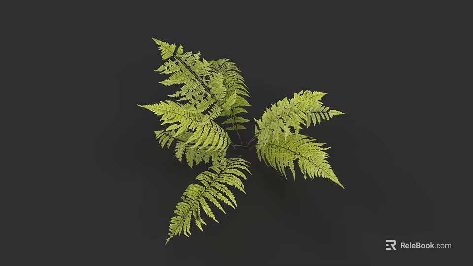 Vibrant Green Fern Plant Featuring Lush Feathery Fronds For Home Decor 3d model 