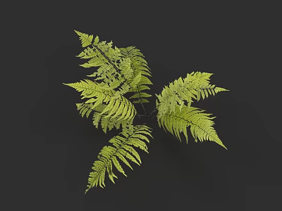 Vibrant Green Fern Plant Featuring Lush Feathery Fronds For Home Decor 3d model